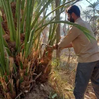 فروش پاجوش برحی اصل