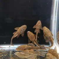 کت ال59 اصل خوش سایز