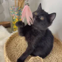 انفولد بلک ۲/۵ ت