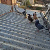 کفتر فروشی