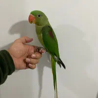 شاه طوطی اسکندر سه ماهه فول رام|پرنده|بوکان, |دیوار