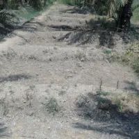 ارید زاروع خضره
