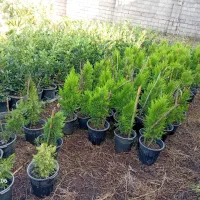 فروش گل به صورت یکجا فروشی به قیمت مناسب|گل و گیاه طبیعی|واجارگاه, |دیوار