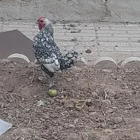 فروش مرغ خروس|حیوانات مزرعه|لاران, |دیوار