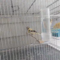 جوجه قناری رسمی