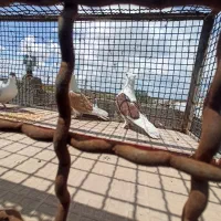 کفتر پشت زرد و سرخ دو کاکله شاخی پر پا به ضمانت