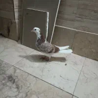 کفتر شازده|پرنده|فردیس, شهرک ناز|دیوار