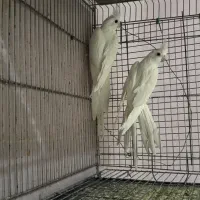 عروس هلندی ‌و کوتوله و مرغ عشق انگلیسی|پرنده|جم, |دیوار