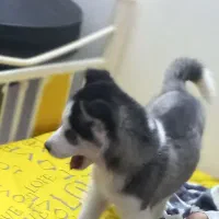 توله  هاسکی..۱۲باوسایل