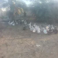 اردک بزرگ تخم گذار|حیوانات مزرعه|اهواز, کوی مندلی(سه راه خرمشهر)|دیوار