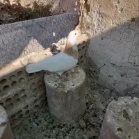 کفتر رنگی دوکتی و دم سفید و پلاس و پرشی....|پرنده|قم, دروازه ری|دیوار