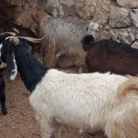 بز کهردار در جم|حیوانات مزرعه|جم, |دیوار