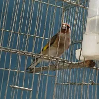 سهره معاوضه با سهره قناری