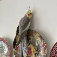 عروس هلندی نر سخنگو