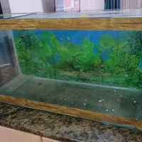 آکواریوم دست ساز بزرگ