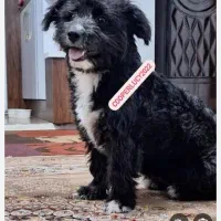 سگ شیتزو خانگی