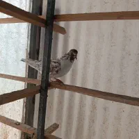 یک طوق کفتر