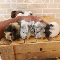 پرورشگاه خرگوش مینی لوپ/خوکچه هندی|موش و خرگوش|نجف‌آباد, کهریزسنگ|دیوار