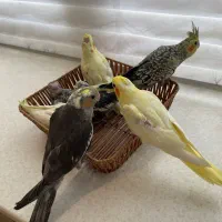 ۷ تا جوجه عروس سرلاکی و نرم خور|پرنده|کرج, کوی کارمندان جنوبی|دیوار