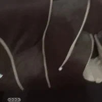 دو. عدد کناری هر عدد یک ملیون و پانصد|پشتی|کارون, |دیوار