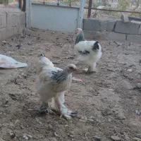 فروش مرغ برهمالایت الاصل|حیوانات مزرعه|مرند, |دیوار