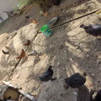 مرغ|حیوانات مزرعه|گتوند, |دیوار