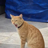 گمشده در بالا محله سنگاچین