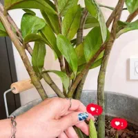 قرص کود گیاهی