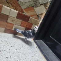 ماده ابلغ|پرنده|زاهدان, |دیوار
