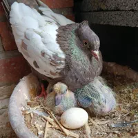 کبوتر سینه قهوه‌ای باجوجه معاوضه با کفتر جفتی