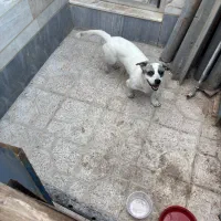 سگ پا کوتاه