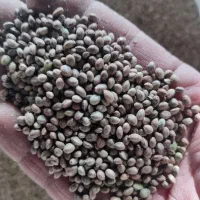 شاه دانه|خوردنی و آشامیدنی|فرخ‌شهر, |دیوار