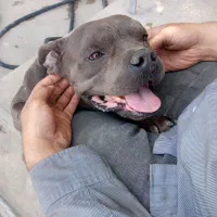 معاوضه با سگ نگهبان|سگ|شریفآباد, |دیوار