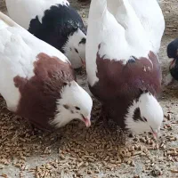 کبوتر فروش فوری