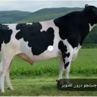 گوساله نر