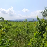 فروش-زمین-سند-تک-برگ-پروانه-گلرودبار