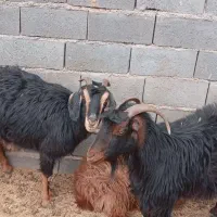 یک جفت بز آبست