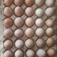 تخم نطفه دار برهما اصل