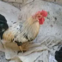 خروس عربی|حیوانات مزرعه|خرمشهر, |دیوار