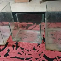 چند عدد آکواریوم