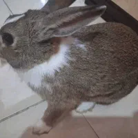 خرگوش لوپ هلندی