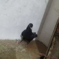 زاغ