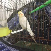 خرید و فروش انواع عروس هلندی