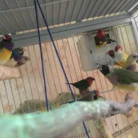 جمع کردن فارم فنچ فروش قفس و لوازم
