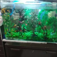 اکواریوم با تمام وسایل و‌ماهی