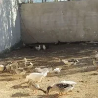 25عدد غاز|حیوانات مزرعه|کرمانشاه, |دیوار