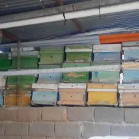 کندو  خالی  زنبورداری با تخته کامل