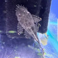 کت l59|ماهی|مهاباد (آذربایجان غربی), |دیوار