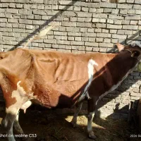 گاو جرسی باگوساله  خوش دوش