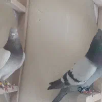 دوتا نر بهبهانی